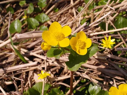 Caltha Palustris,自然保护区,系泊,森林,鲜花 Caltha Palustris,自然保护区,系泊,森林,鲜花