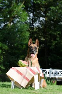 玛利诺犬，皮克尼克，瓜，比利时牧羊犬