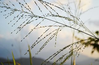 植物，谷物，野生植物，天空，日落，云，自然
