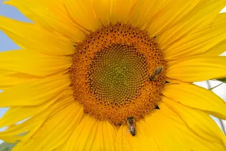 太阳花，蜜蜂，自然，黄色，植物，花