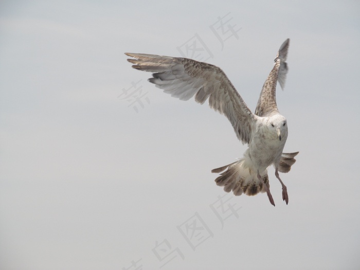 海鸥，鸟，鸥，天空，动物，水，性质，沧海