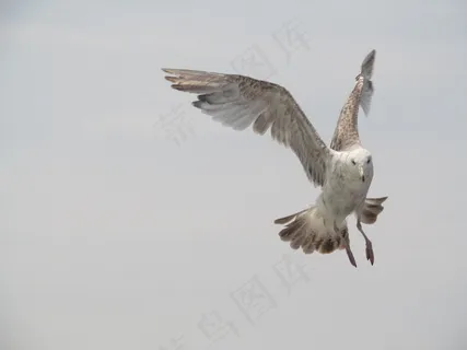 海鸥,鸟,鸥,天空,动物,水,性质,沧海 海鸥,鸟,鸥,天空,动物,水,性质,沧海
