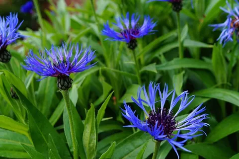 矢车菊,矢车菊蓝,开花,蓝色,平静 矢车菊,矢车菊蓝,开花,蓝色,平静