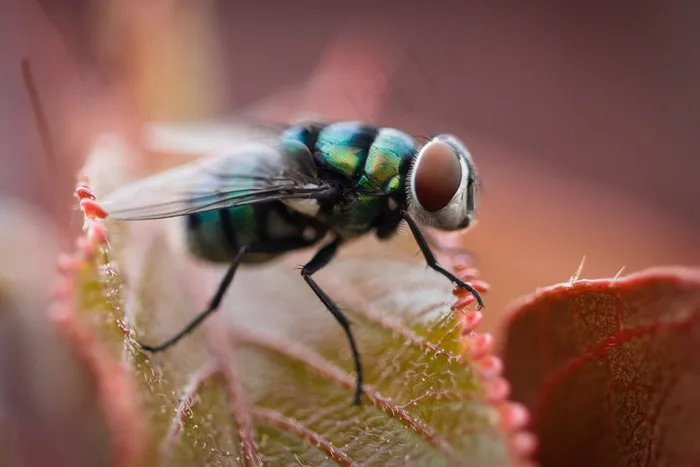 飞，自然，昆虫，宏
