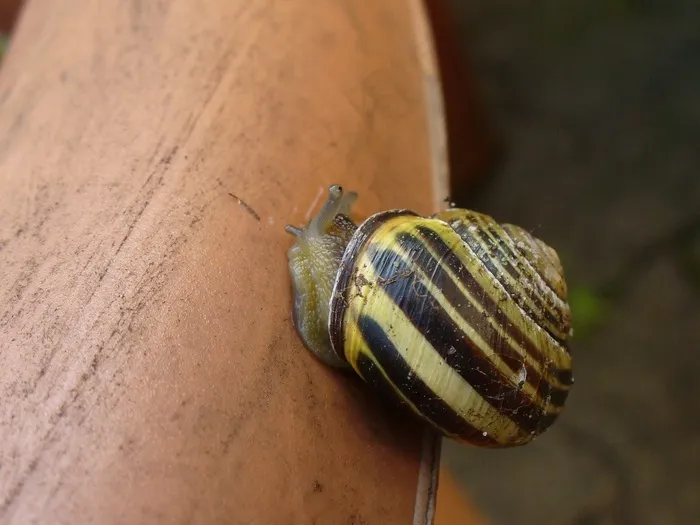 蜗牛，壳，关闭，蜗牛壳，田螺，软体动物