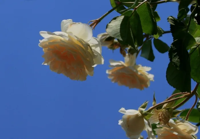 玫瑰，盛开，芽，花，白色，奶油，打开，花瓣