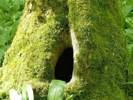 树干，孔，苔，自然，春天，绿色