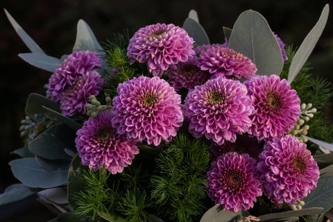 鲜花,性质,植物,秋,翠菊,桑提尼紫苑 鲜花,性质,植物,秋,翠菊,桑提尼紫苑