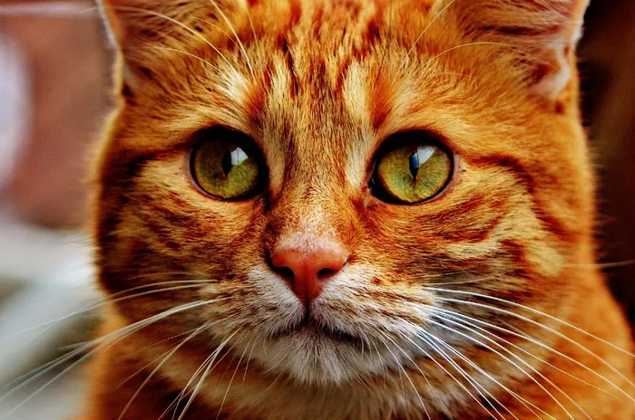 猫，宿醉，红色，可爱，鲭鱼，虎，甜