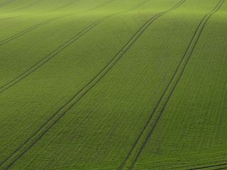 吕根，田野，耕地，谷物，绿色，自然，粮食