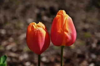 郁金香，橙色，春天，性质，花，绿色，花的