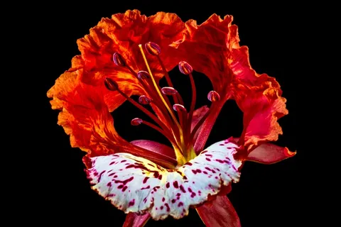 开花,开花,红色 开花,开花,红色