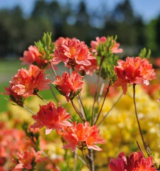 花，大自然，美丽的花，美女，基辅