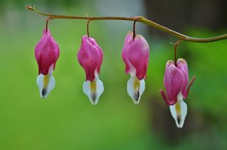 花，自然，夏天，春天的花，自然，植物