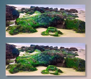 藻类，岩石，海苔，海洋，海，海滩，海景