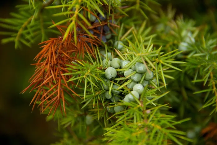 杜松，浆果，绿色，性质，植物，详细信息，针