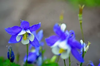 花的，植物，自然，开花，花瓣