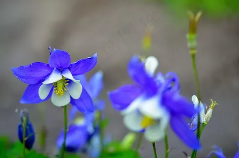 花的,植物,自然,开花,花瓣 花的,植物,自然,开花,花瓣