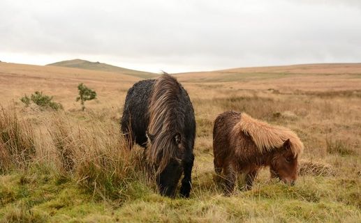 ,牦牛,油画,棕熊,工笔画,射击范围