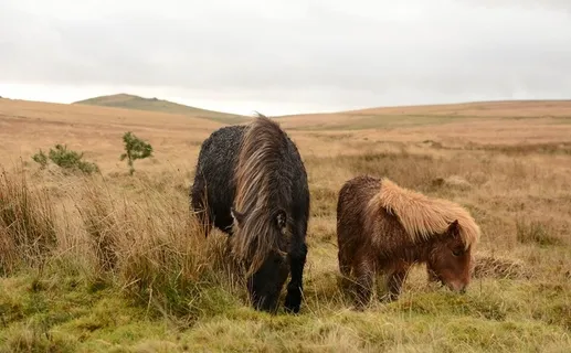,牦牛,油画,棕熊,工笔画,射击范围