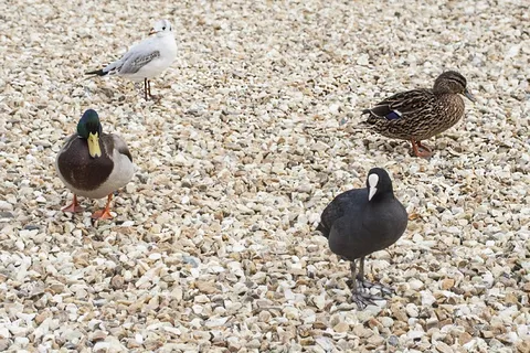 鸟，动物区系，鸭，绿头鸭，自然，动物，野生动物