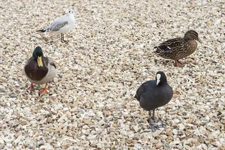 鸟，动物区系，鸭，绿头鸭，自然，动物，野生动物