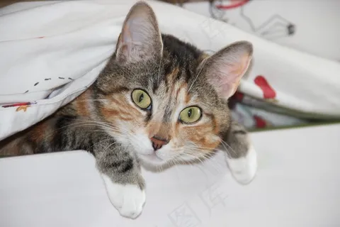 猫,家猫,动物,预期,滑稽,厚脸皮 猫,家猫,动物,预期,滑稽,厚脸皮
