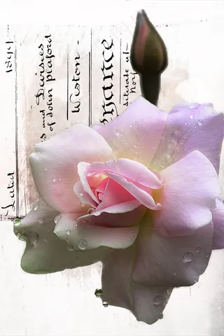 玫瑰，芽，花，美丽，植物，宏，粉红色