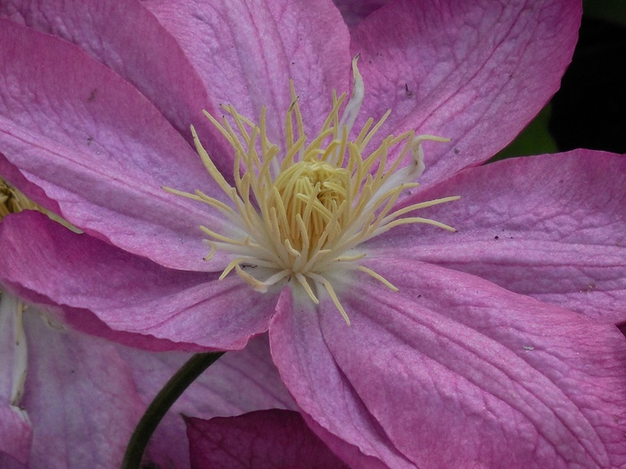 铁线莲，盛开，植物，夏天，性质，花