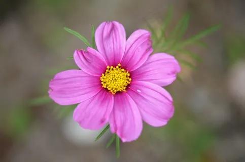 花,粉红色,自然,春天,植物,绿色,叶,红色 花,粉红色,自然,春天,植物,绿色,叶,红色