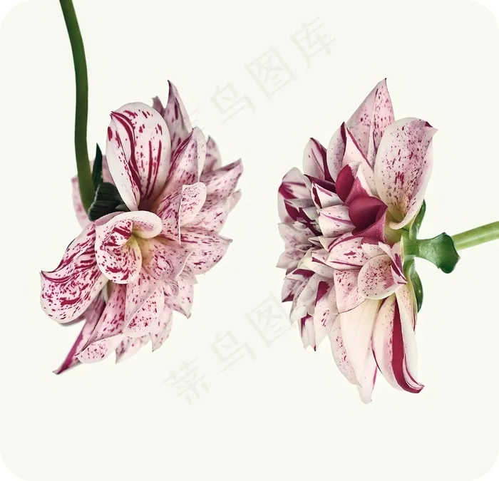 大丽花，红白色，开花，花，花