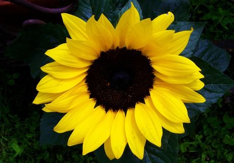 向日葵黄，观赏向日葵