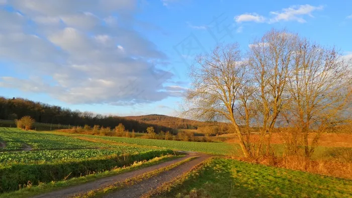 田野，森林，景观，自然，田野，绿色，树