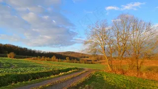 田野，森林，景观，自然，田野，绿色，树