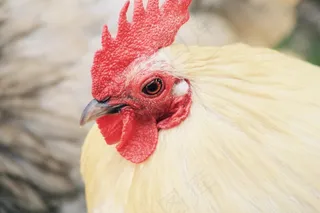 哈恩，鸡，家禽，农场，鸟，雄禽，乌鸦