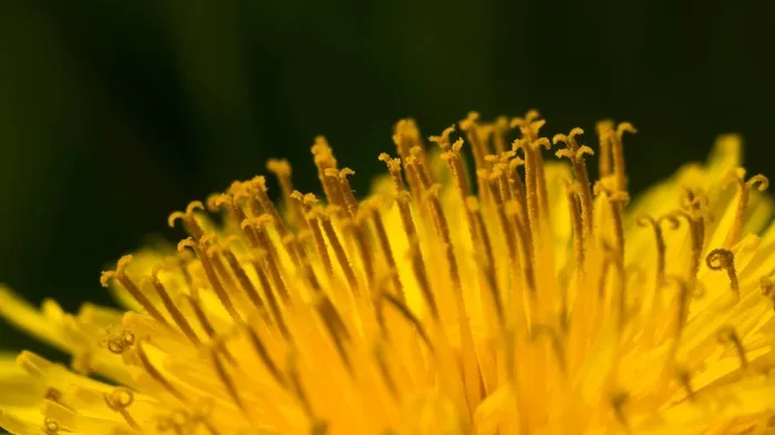 蒲公英，花，关闭，性质，黄色，宏