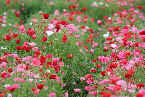 罂粟，Ita，鲜花