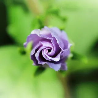 花,紫色,开花,性质,紫色的小花 花,紫色,开花,性质,紫色的小花