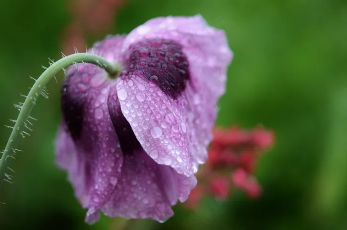 花，紫色，水，拖放，性质，湿，宏，雨