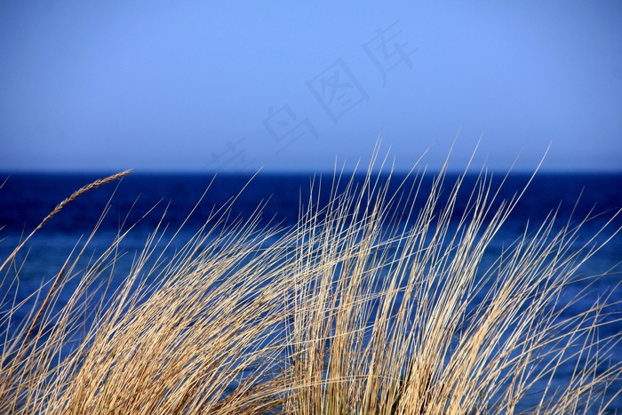 模糊图片,流星雨,灯,,草与海在背景中