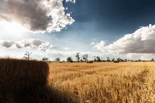 麦田，景观，秋季，收获，原野