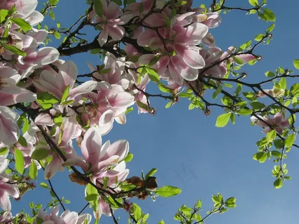 树,开花,春,Magniolie,粉红色,叶子 树,开花,春,Magniolie,粉红色,叶子
