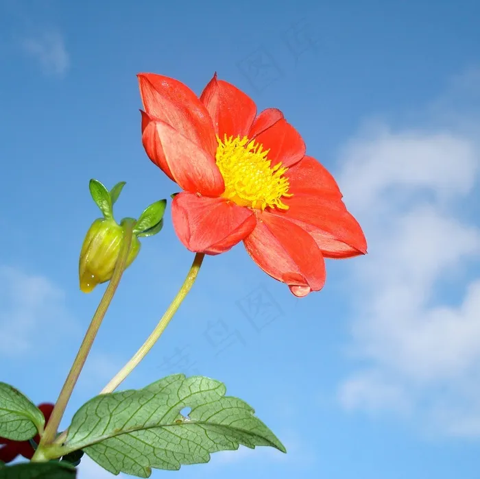 草莓开花，花，性质，花瓣，干，盛开