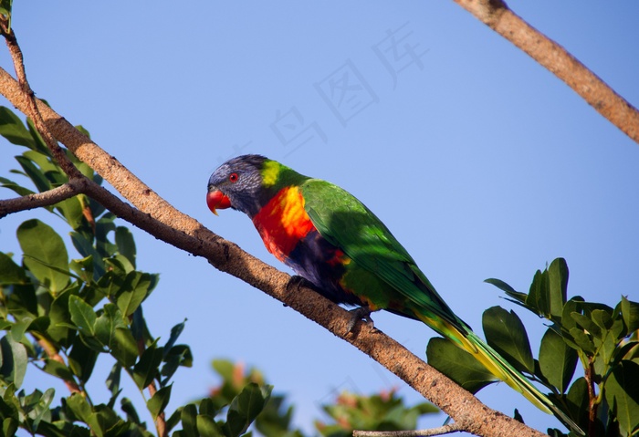 彩虹澳洲鹦鹉，鹦鹉，色彩缤纷，鸟，澳大利亚