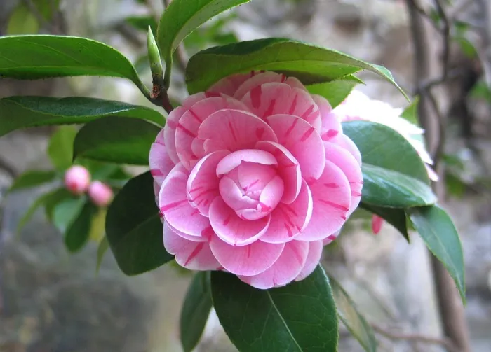 茶花,山茶花,耐冬,花卉,工笔画,山茶花花的特写