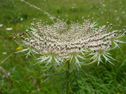 翁贝尔，昆虫，自然，艺术品，Hoverfly