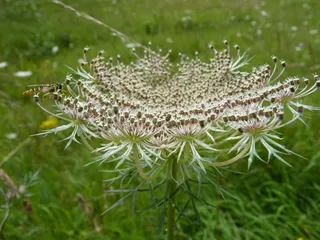 翁贝尔，昆虫，自然，艺术品，Hoverfly