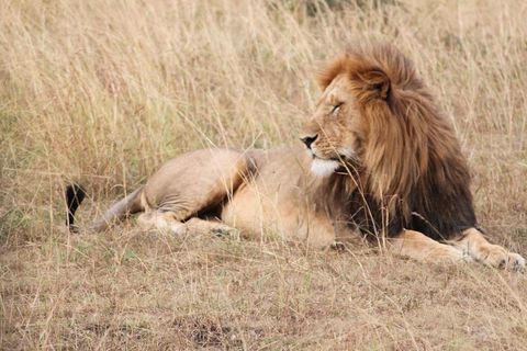 狮子，非洲，动物，塞伦盖蒂，野生动物园，自然