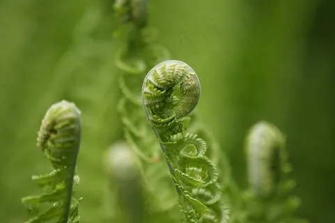 蕨类,绿色,卷,推出,森林,羊齿卷,自然 蕨类,绿色,卷,推出,森林,羊齿卷,自然