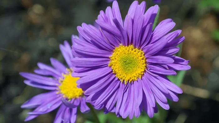 翠菊，花，紫色，花园，花瓣，开花，盛开